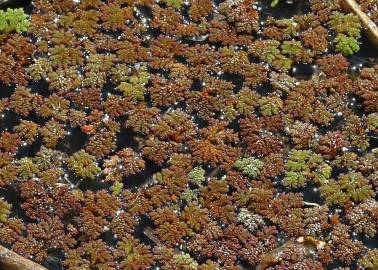 Fotografia da espécie Azolla filiculoides