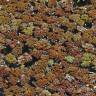 Fotografia 5 da espécie Azolla filiculoides do Jardim Botânico UTAD