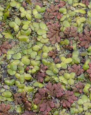 Fotografia 6 da espécie Azolla filiculoides no Jardim Botânico UTAD