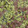 Fotografia 6 da espécie Azolla filiculoides do Jardim Botânico UTAD