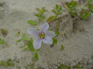 Fotografia da espécie Bacopa monnieri