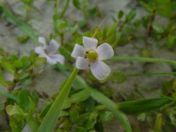 Fotografia da espécie Bacopa monnieri