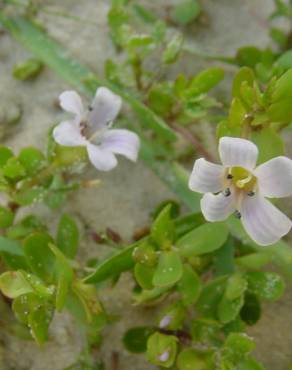 Fotografia 4 da espécie Bacopa monnieri no Jardim Botânico UTAD