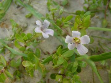 Fotografia da espécie Bacopa monnieri