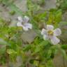 Fotografia 4 da espécie Bacopa monnieri do Jardim Botânico UTAD