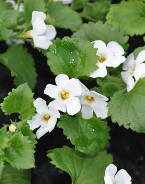 Fotografia 1 da espécie Bacopa monnieri no Jardim Botânico UTAD