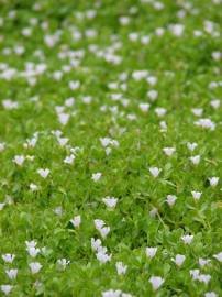 Fotografia da espécie Bacopa monnieri