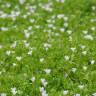 Fotografia 5 da espécie Bacopa monnieri do Jardim Botânico UTAD