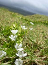 Fotografia da espécie Bacopa monnieri