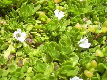 Fotografia da espécie Bacopa monnieri