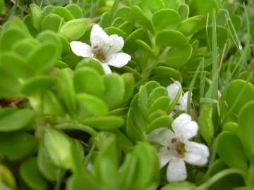 Fotografia da espécie Bacopa monnieri