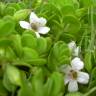 Fotografia 8 da espécie Bacopa monnieri do Jardim Botânico UTAD