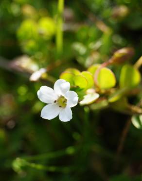 Fotografia 9 da espécie Bacopa monnieri no Jardim Botânico UTAD