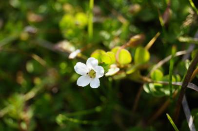 Fotografia da espécie Bacopa monnieri