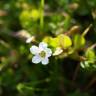 Fotografia 9 da espécie Bacopa monnieri do Jardim Botânico UTAD