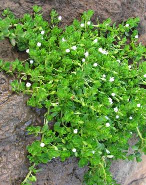 Fotografia 10 da espécie Bacopa monnieri no Jardim Botânico UTAD