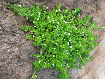 Fotografia da espécie Bacopa monnieri