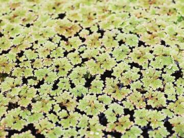 Fotografia da espécie Azolla caroliniana