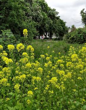 Fotografia 10 da espécie Brassica napus no Jardim Botânico UTAD