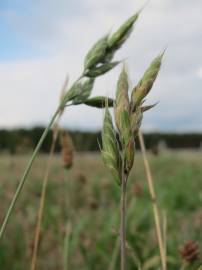 Fotografia da espécie Bromus hordeaceus