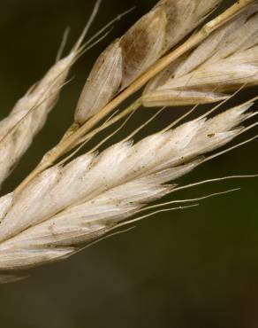 Fotografia 12 da espécie Bromus hordeaceus no Jardim Botânico UTAD