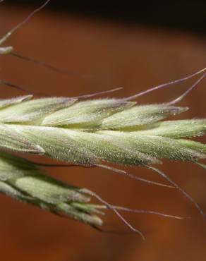 Fotografia 13 da espécie Bromus hordeaceus no Jardim Botânico UTAD