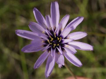 Fotografia da espécie Catananche caerulea