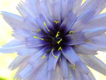 Fotografia da espécie Catananche caerulea