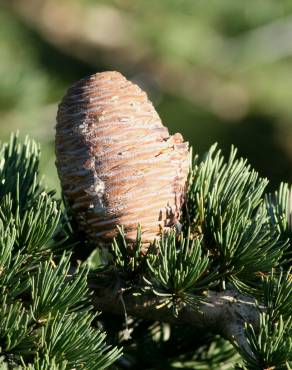 Fotografia 8 da espécie Cedrus deodara no Jardim Botânico UTAD