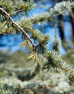 Fotografia 10 da espécie Cedrus atlantica no Jardim Botânico UTAD