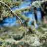 Fotografia 10 da espécie Cedrus atlantica do Jardim Botânico UTAD