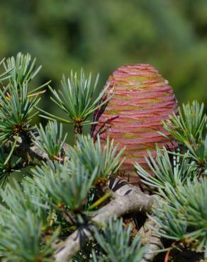 Fotografia 11 da espécie Cedrus atlantica no Jardim Botânico UTAD