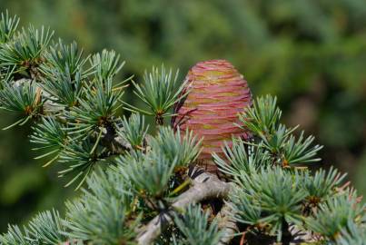 Fotografia da espécie Cedrus atlantica