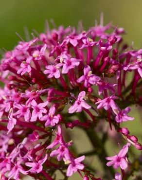 Fotografia 9 da espécie Centranthus ruber no Jardim Botânico UTAD