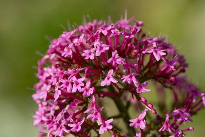 Fotografia da espécie Centranthus ruber