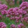 Fotografia 11 da espécie Centranthus ruber do Jardim Botânico UTAD