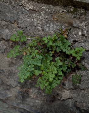 Fotografia 7 da espécie Asplenium ruta-muraria subesp. ruta-muraria no Jardim Botânico UTAD