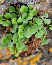 Fotografia da espécie Asplenium ruta-muraria