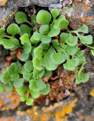 Asplenium ruta-muraria subesp. ruta-muraria