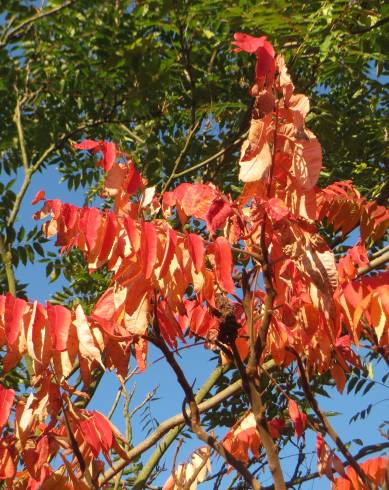 Fotografia de capa Rhus typhina - do Jardim Botânico