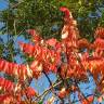 Fotografia 1 da espécie Rhus typhina do Jardim Botânico UTAD