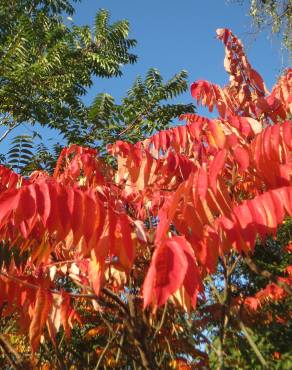 Fotografia 3 da espécie Rhus typhina no Jardim Botânico UTAD