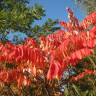 Fotografia 3 da espécie Rhus typhina do Jardim Botânico UTAD