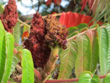 Fotografia da espécie Rhus typhina