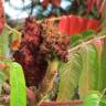 Fotografia 5 da espécie Rhus typhina do Jardim Botânico UTAD