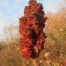 Fotografia 7 da espécie Rhus typhina do Jardim Botânico UTAD