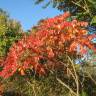 Fotografia 8 da espécie Rhus typhina do Jardim Botânico UTAD