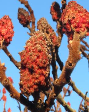 Fotografia 9 da espécie Rhus typhina no Jardim Botânico UTAD