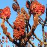 Fotografia 9 da espécie Rhus typhina do Jardim Botânico UTAD