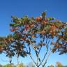 Fotografia 10 da espécie Rhus typhina do Jardim Botânico UTAD